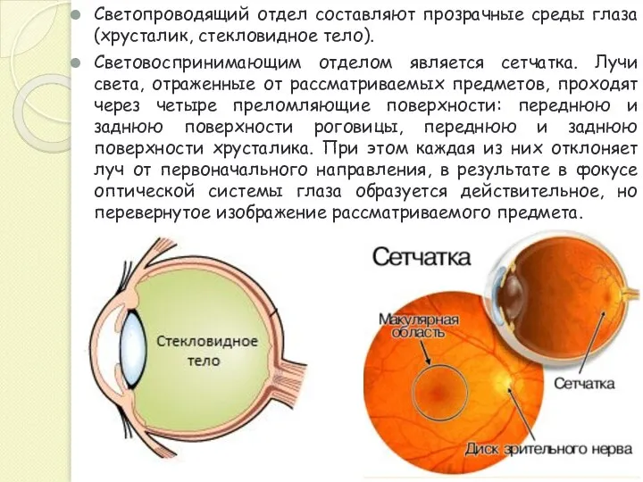 Светопроводящий отдел составляют прозрачные среды глаза (хрусталик, стекловидное тело). Световоспринимающим отделом является