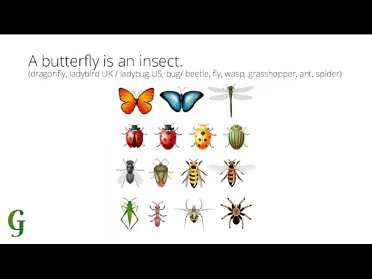 A butterfly is an insect. (dragonfly, ladybird UK / ladybug US, bug/