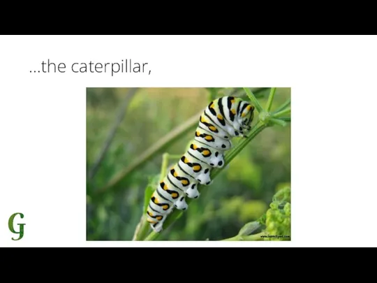 …the caterpillar,