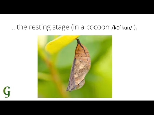 …the resting stage (in a cocoon /kəˈkun/ ),