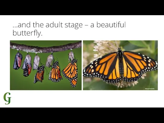 …and the adult stage – a beautiful butterfly.