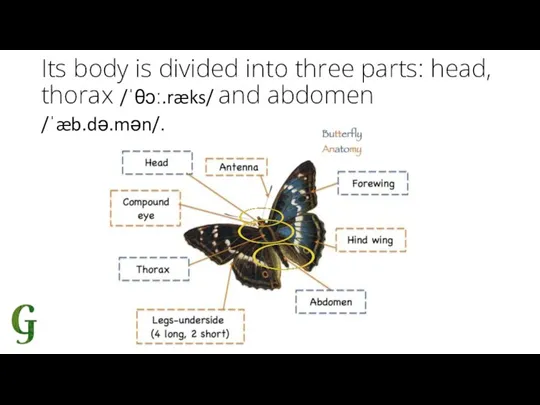 Its body is divided into three parts: head, thorax /ˈθɔː.ræks/ and abdomen /ˈæb.də.mən/.