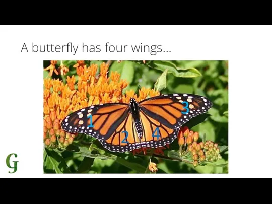 A butterfly has four wings… 1 3 2 4