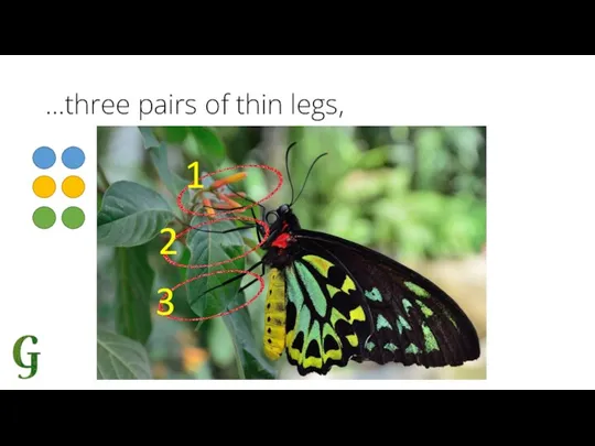 …three pairs of thin legs, 1 3 2