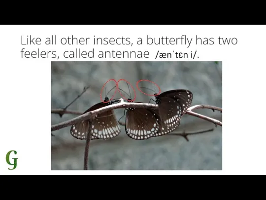 Like all other insects, a butterfly has two feelers, called antennae /ænˈtɛn i/.
