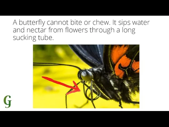 A butterfly cannot bite or chew. It sips water and nectar from