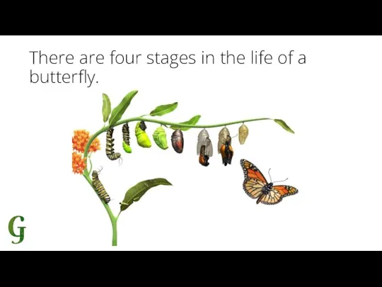 There are four stages in the life of a butterfly.