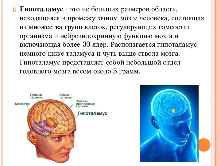 Гипоталамус - это не больших размеров область, находящаяся в промежуточном мозге человека,