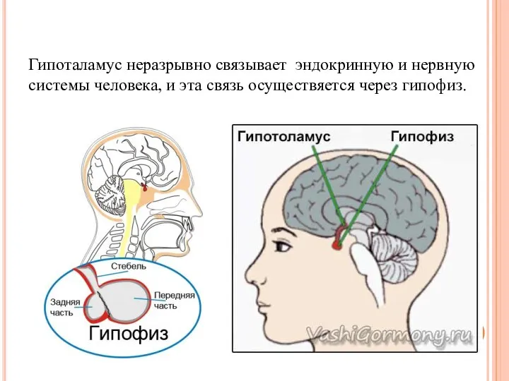 Гипоталамус неразрывно связывает эндокринную и нервную системы человека, и эта связь осуществяется через гипофиз.