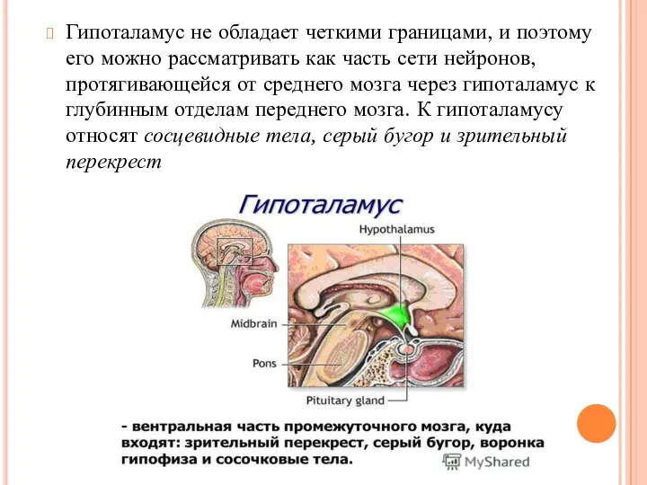 Гипоталамус не обладает четкими границами, и поэтому его можно рассматривать как часть