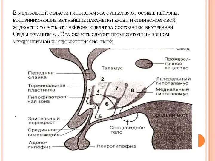 В медиальной области гипоталамуса существуют особые нейроны, воспринимающие важнейшие параметры крови и