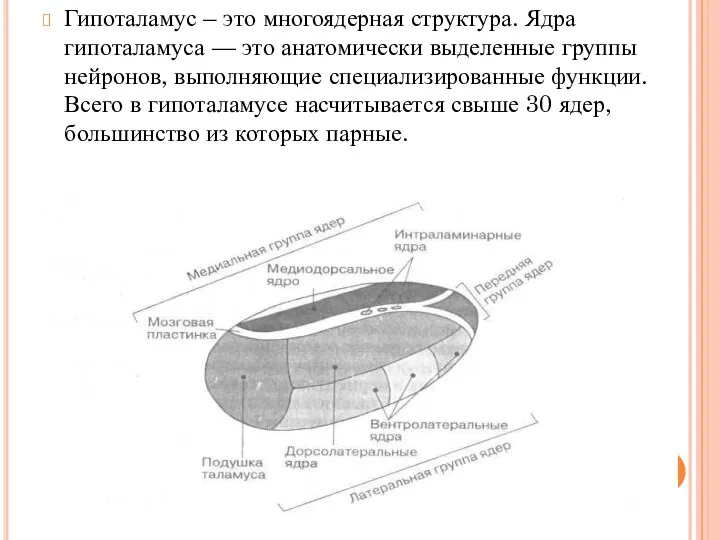 Гипоталамус – это многоядерная структура. Ядра гипоталамуса — это анатомически выделенные группы