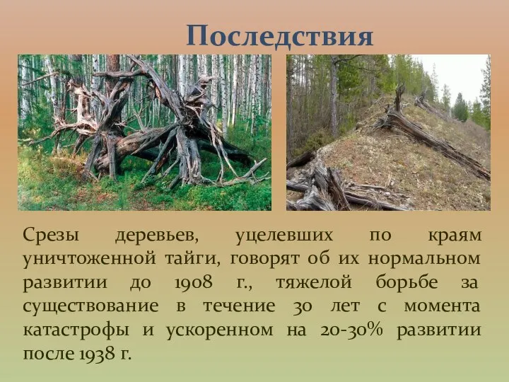 Последствия Срезы деревьев, уцелевших по краям уничтоженной тайги, говорят об их нормальном