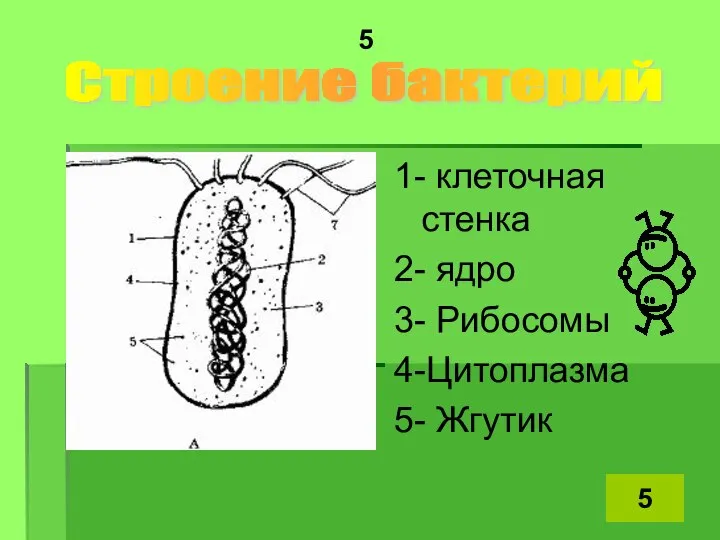 Строение бактерий 5 1- клеточная стенка 2- ядро 3- Рибосомы 4-Цитоплазма 5- Жгутик 5