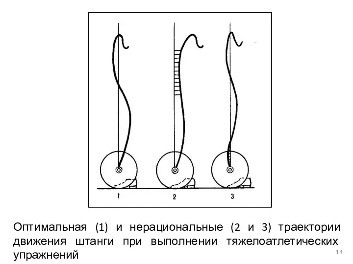Оптимальная (1) и нерациональные (2 и 3) траектории движения штанги при выполнении тяжелоатлетических упражнений