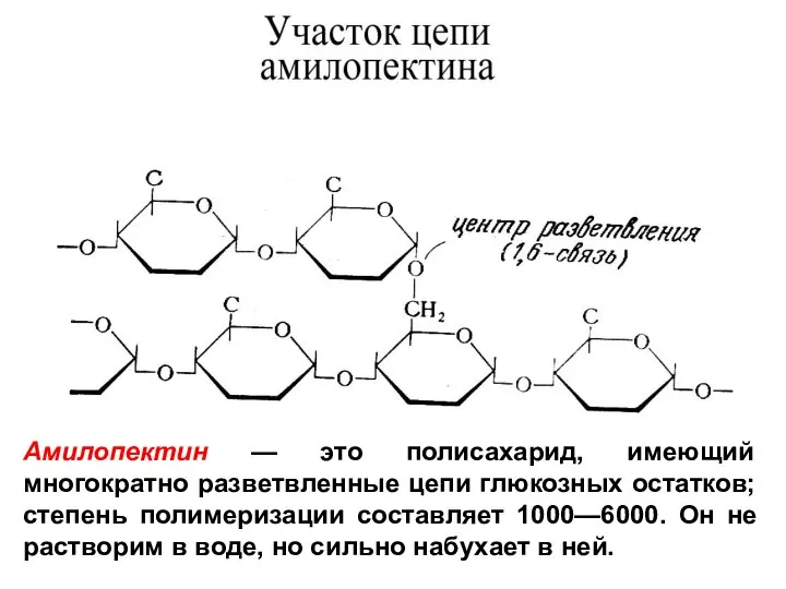 Амилопектин — это полисахарид, имеющий многократно разветвленные цепи глюкозных остатков; степень полимеризации