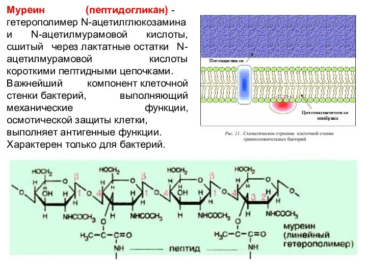 Муреин (пептидогликан) - гетерополимер N-ацетилглюкозамина и N-ацетилмурамовой кислоты, сшитый через лактатные остатки