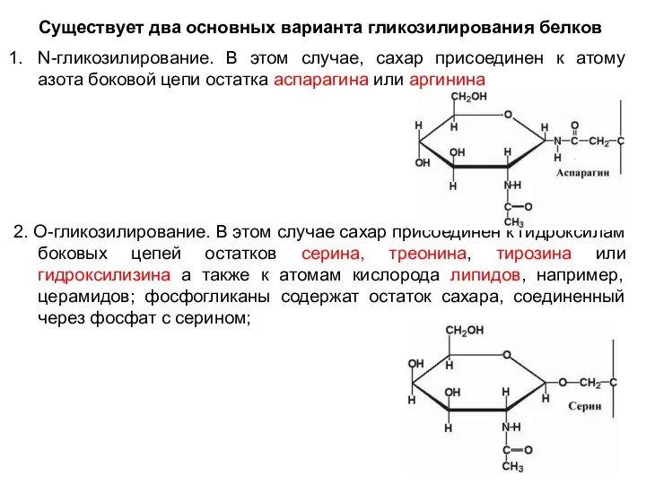 Существует два основных варианта гликозилирования белков N-гликозилирование. В этом случае, сахар присоединен