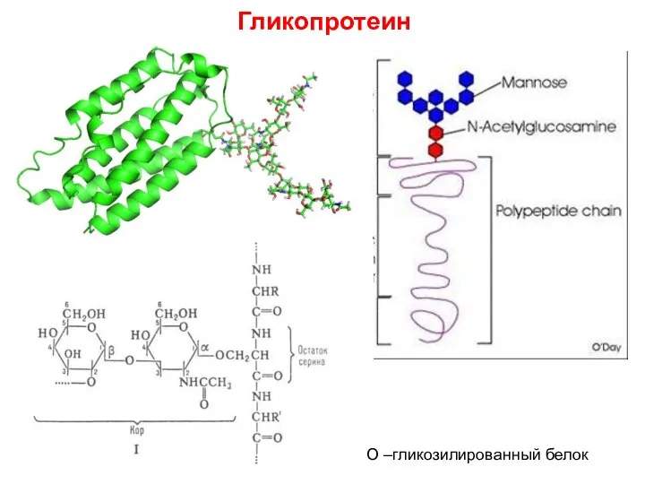 О –гликозилированный белок Гликопротеин