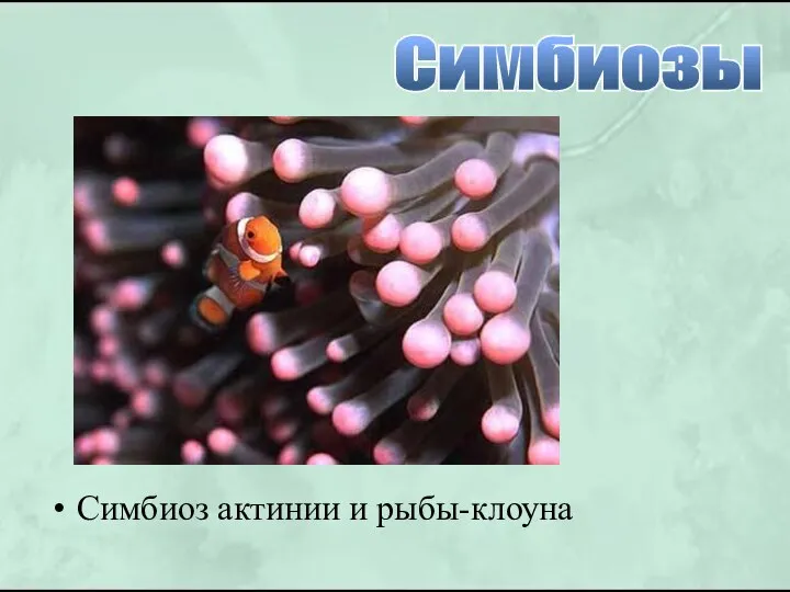 Симбиоз актинии и рыбы-клоуна Симбиозы