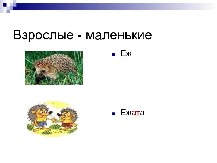 Взрослые - маленькие Еж Ежата