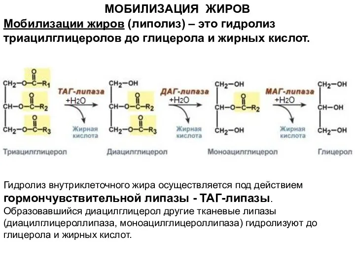 МОБИЛИЗАЦИЯ ЖИРОВ Гидролиз внутриклеточного жира осуществляется под действием гормончувствительной липазы - ТАГ-липазы.