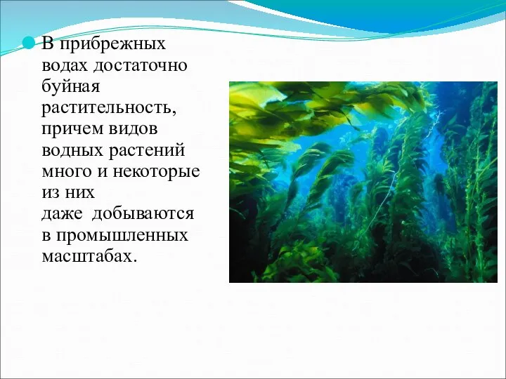 В прибрежных водах достаточно буйная растительность, причем видов водных растений много и