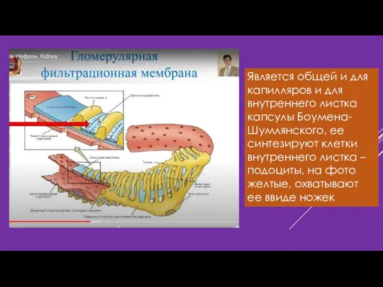 Является общей и для капилляров и для внутреннего листка капсулы Боумена-Шумлянского, ее