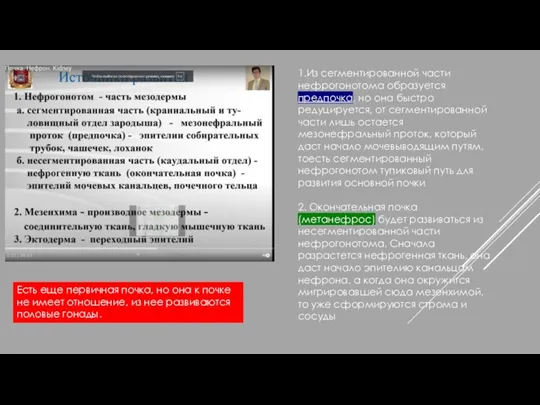 1.Из сегментированной части нефрогонотома образуется предпочка, но она быстро редуцируется, от сегментированной