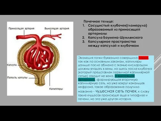 Почечное тельце: Сосудистый клубочек(гломерула) образованный из приносящей артериолы Капсула Боумена-Шумлянского Капсулярное пространство