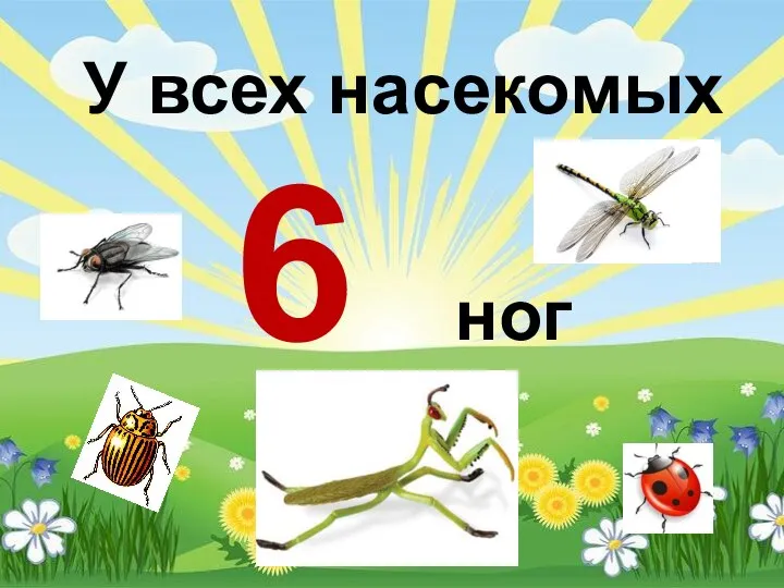 У всех насекомых 6 ног