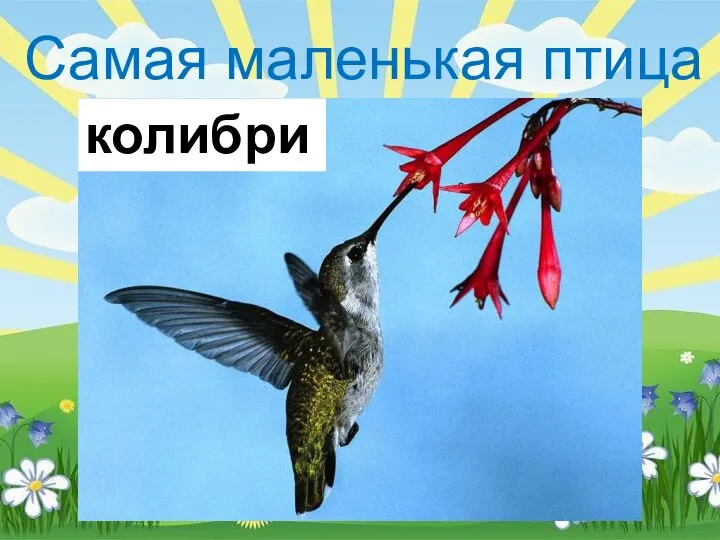 Самая маленькая птица колибри