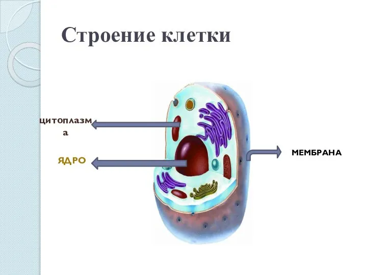 Строение клетки МЕМБРАНА цитоплазма ЯДРО