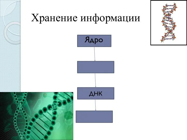 Хранение информации Ядро ДНК