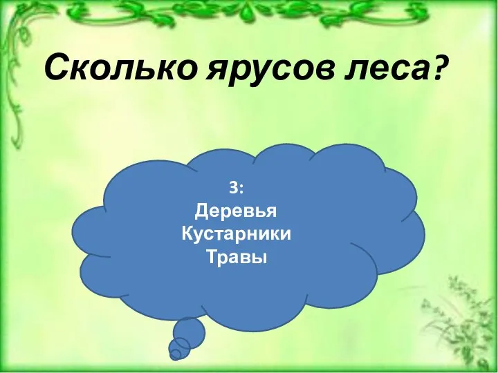 Сколько ярусов леса? 3: Деревья Кустарники Травы