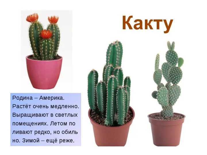 Кактус