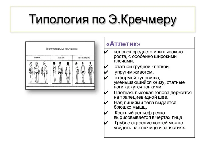 Типология по Э.Кречмеру «Атлетик» человек среднего или высокого роста, с особенно широкими