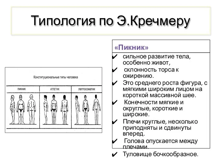 Типология по Э.Кречмеру «Пикник» сильное развитие тела, особенно живот, склонность торса к