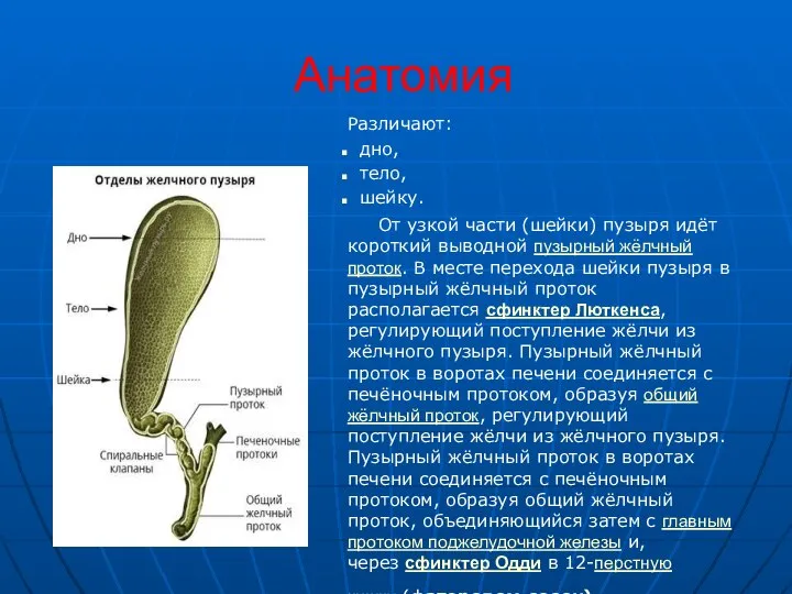 Анатомия