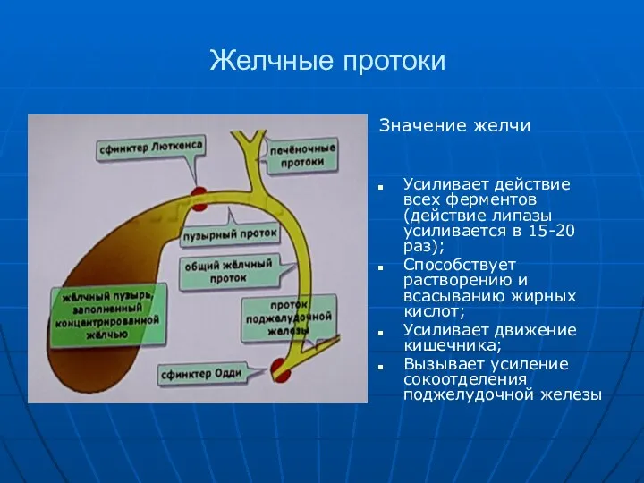 Желчные протоки Значение желчи Усиливает действие всех ферментов (действие липазы усиливается в