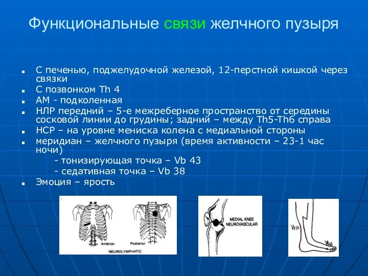 Функциональные связи желчного пузыря С печенью, поджелудочной железой, 12-перстной кишкой через связки