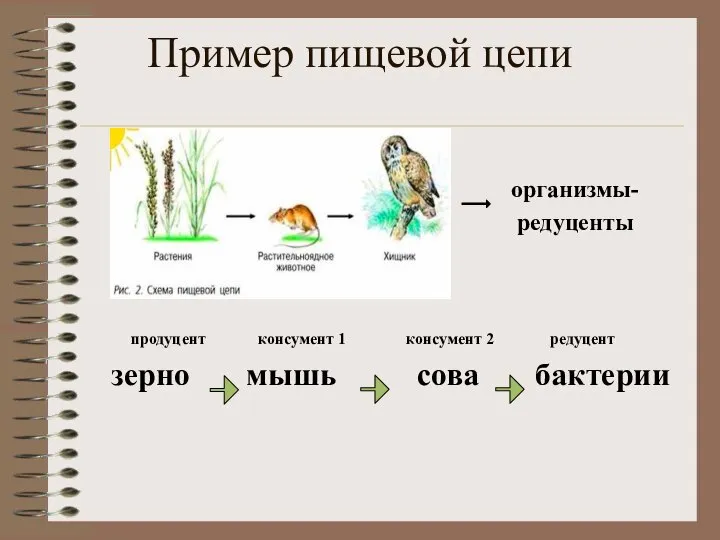 Пример пищевой цепи организмы- редуценты продуцент консумент 1 консумент 2 редуцент зерно мышь сова бактерии