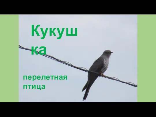 Кукушка перелетная птица