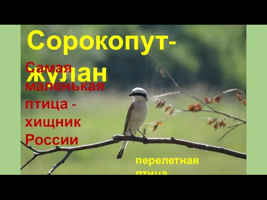 Сорокопут-жулан Самая маленькая птица - хищник России перелетная птица