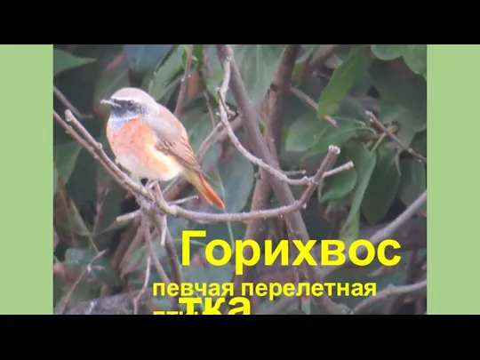 Горихвостка певчая перелетная птица
