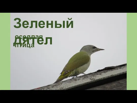 Зеленый дятел оседлая птица