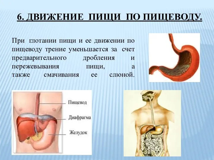 При глотании пищи и ее движении по пищеводу трение уменьшается за счет