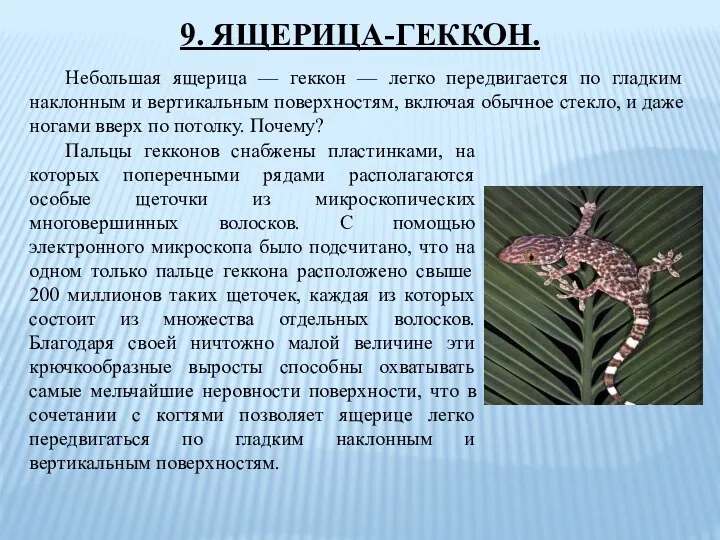 9. ЯЩЕРИЦА-ГЕККОН. Небольшая ящерица — геккон — легко передвигается по гладким наклонным