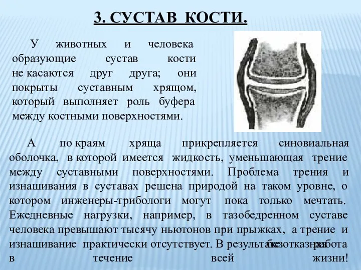 У животных и человека образующие сустав кости не касаются друг друга; они