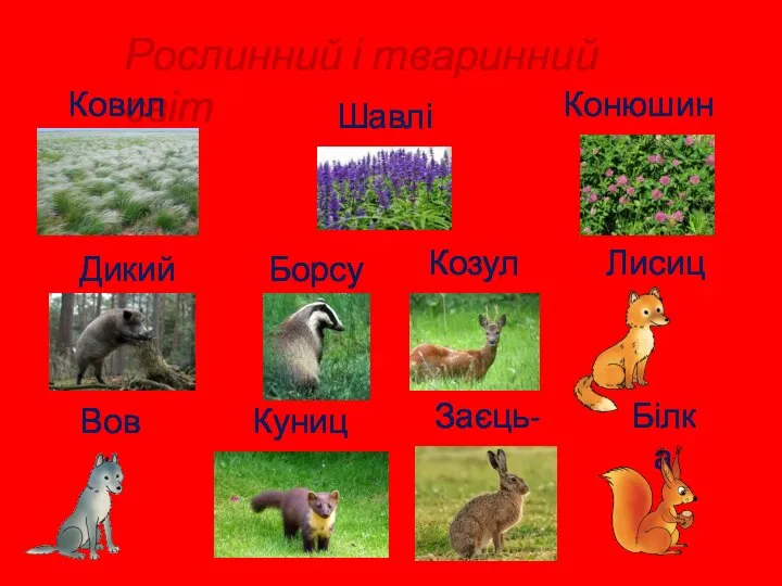 Рослинний і тваринний світ Ковила Шавлія Конюшина Дикий кабан Борсук Козуля Лисиця Вовк Куниця Заєць-русак Білка